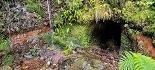 Plants: image 72 Of 208 Thumb